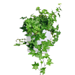 English Ivy
